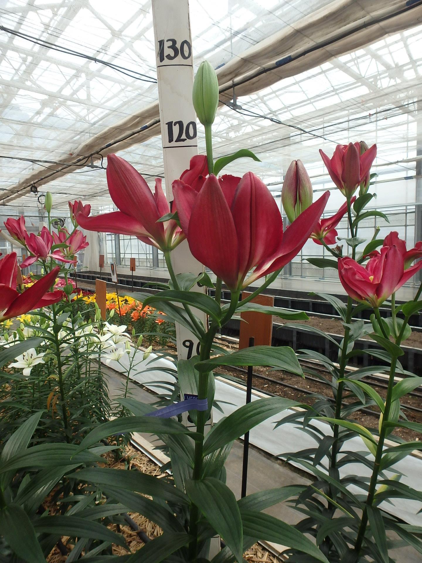 ダブルセンセーション(花粉無し)